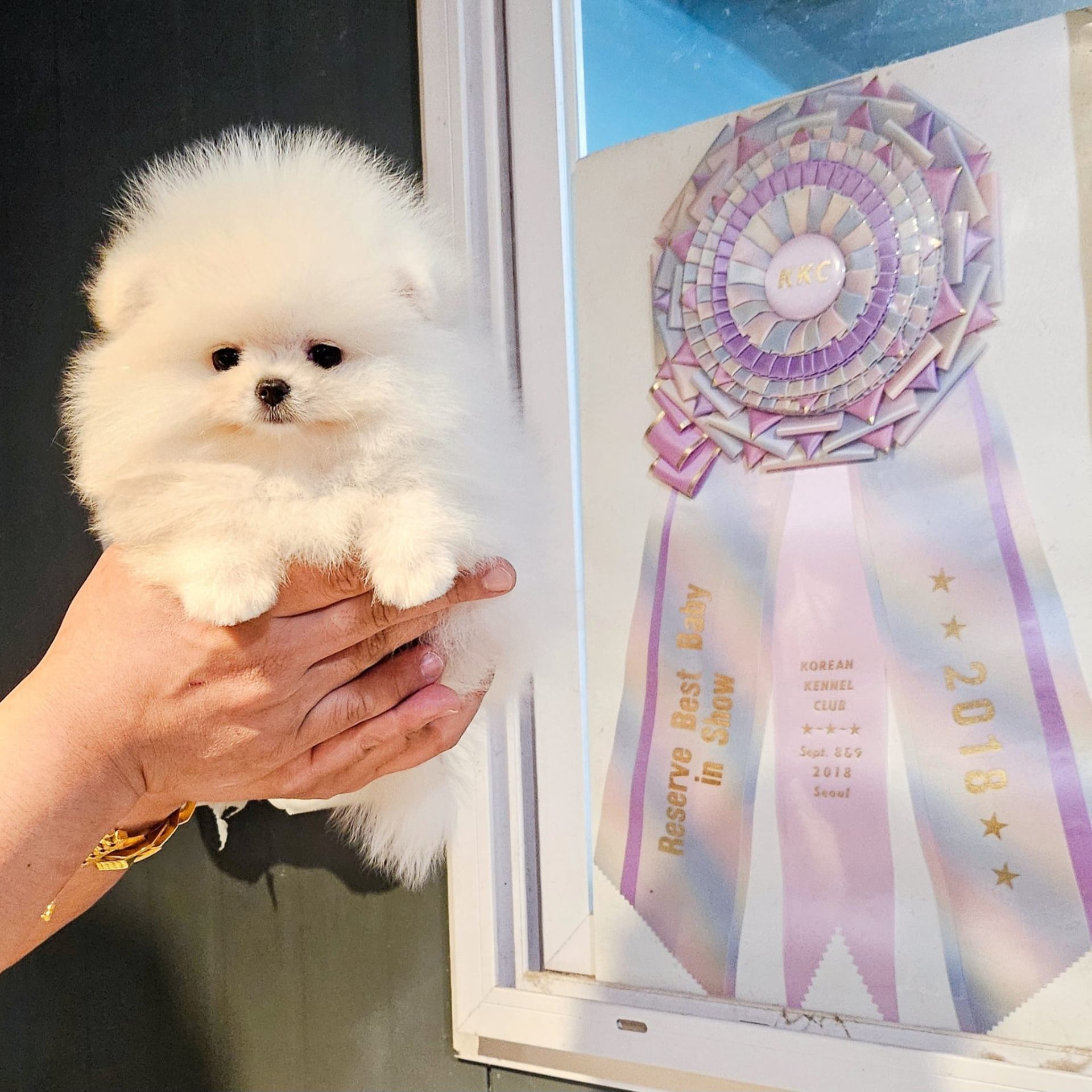Apollo - Micro Teacup Pomeranian Puppy For Sale from Platinum Pups of Miami