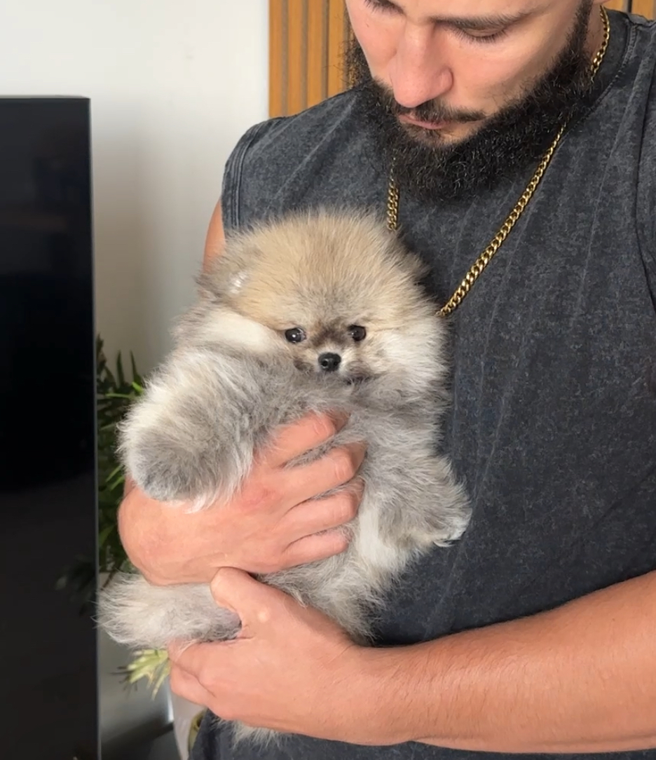 Tico - Micro Teacup Pomeranian Puppy For Sale from Platinum Pups of Miami