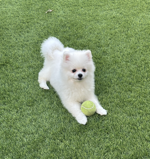 Toby - Micro Teacup Pomeranian Puppy For Sale from Platinum Pups of Miami