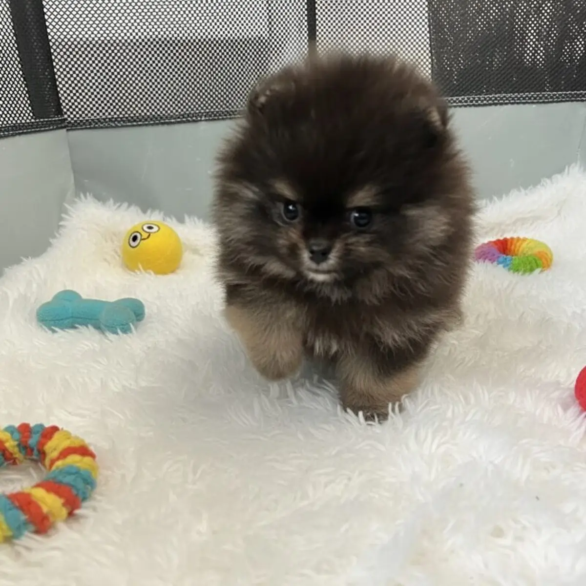 Are Black Pomeranians Rare? Colors, Price & Care Guide (2026)