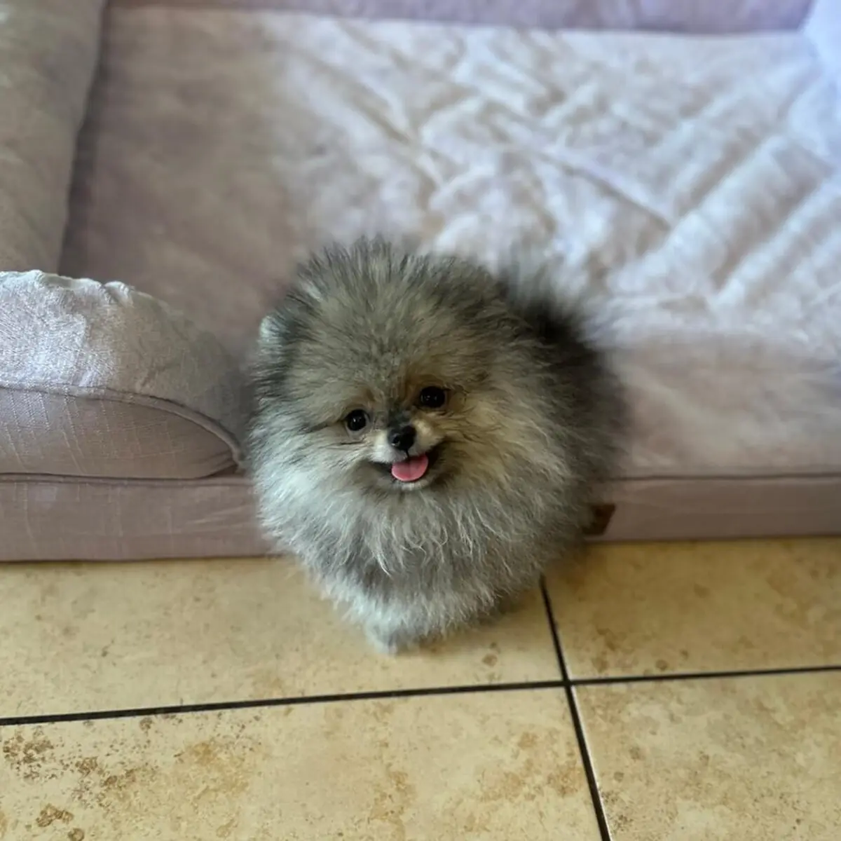 Cream Pomeranian Puppies: Colors, Price & Care Guide (2026)