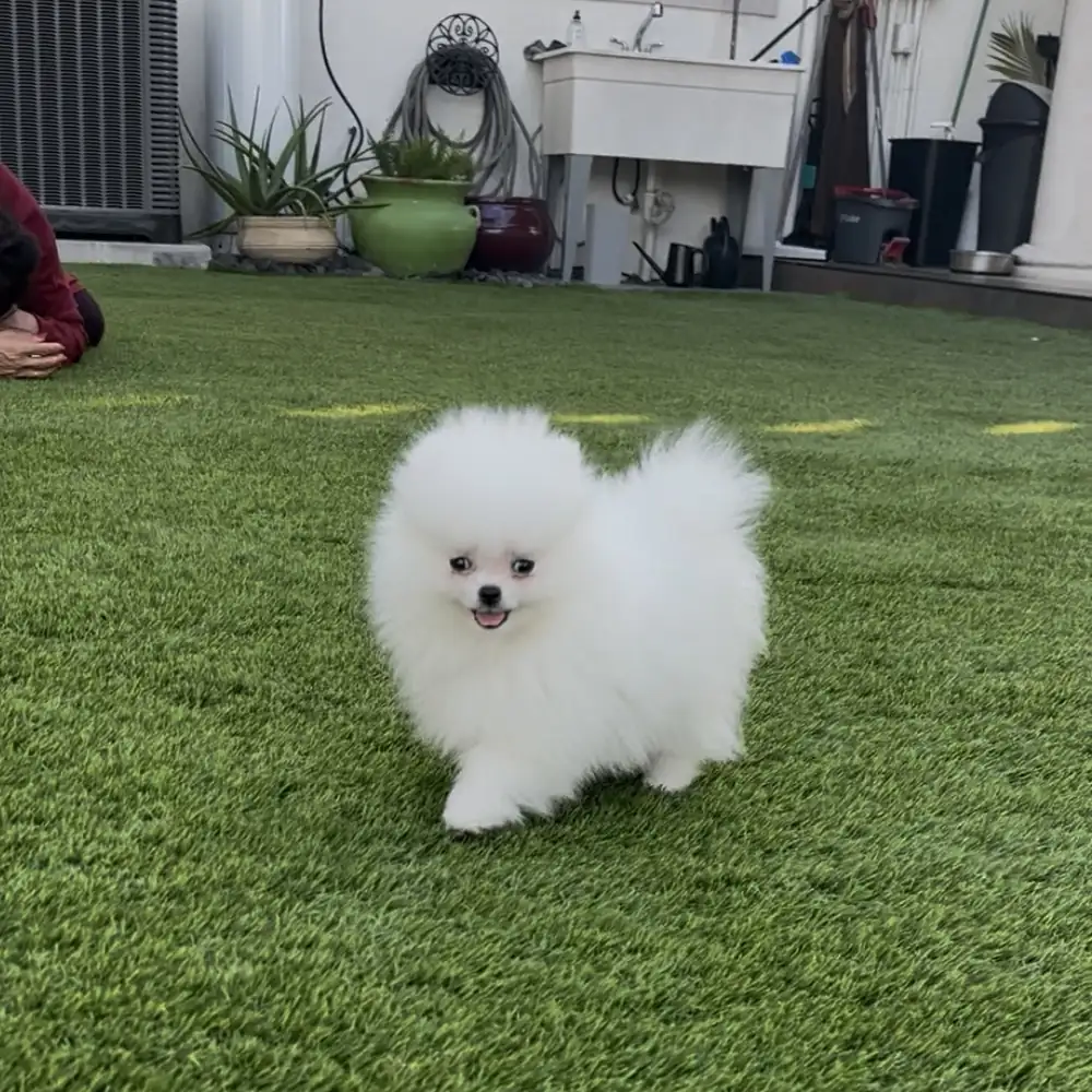 Do Pomeranians Bark a Lot? An Honest Breeder's Answer (2026)