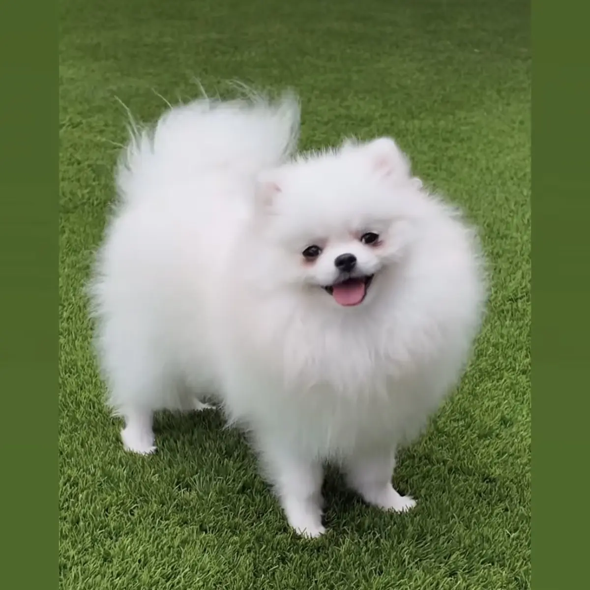 Pomeranian Lifespan: How Long Do Poms Live? (2026)