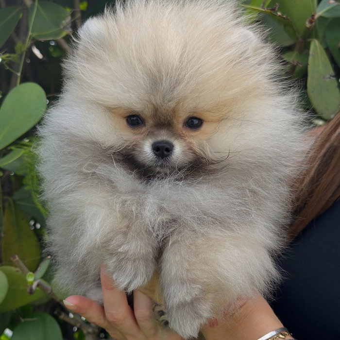 Meet Kodi 💕 Kodi was born May 5 and is a beautiful cream sable boy. Kodi has a perfect combo of both playful and cuddly