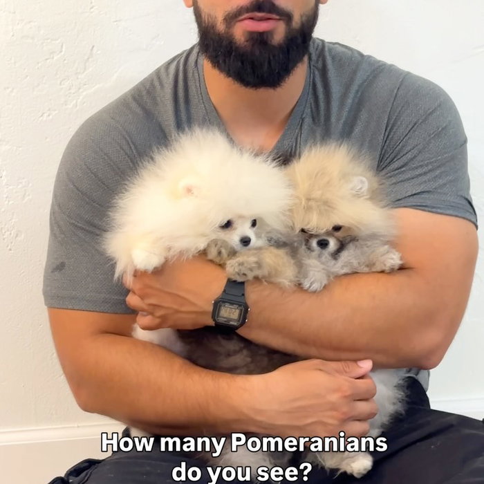 I’d like to hold as many Pomeranians as possible, please 🤗🤗🤗