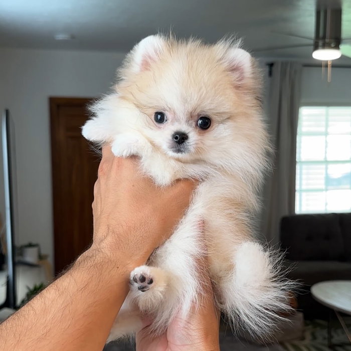 Meet Jazz 🥰 this little girl was born June 10th and is very attentive, playful, and loyal! If she likes you , she’ll fo