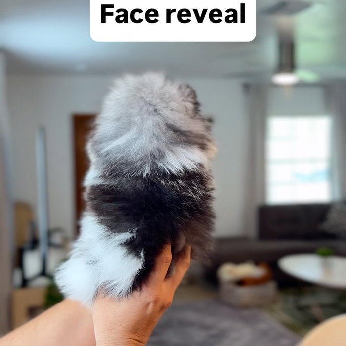 Meet Joe 😍 Have you ever seen such a unique fur color? He was born June 17. Today he weighs just 1.5lbs. He loves belly