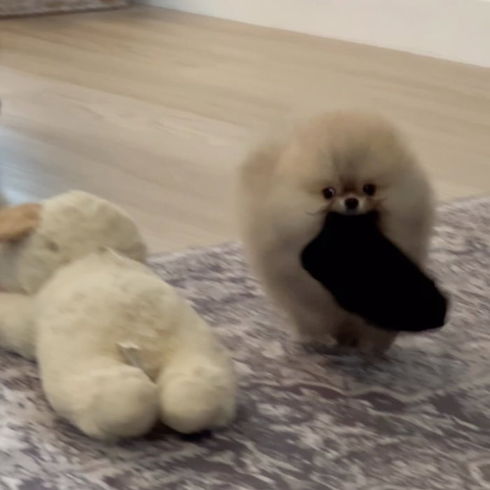 Why play with toys when there are socks to be stolen??? 🧦