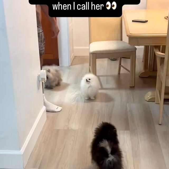 I love when they run over to me like that 🥹🫶🏼