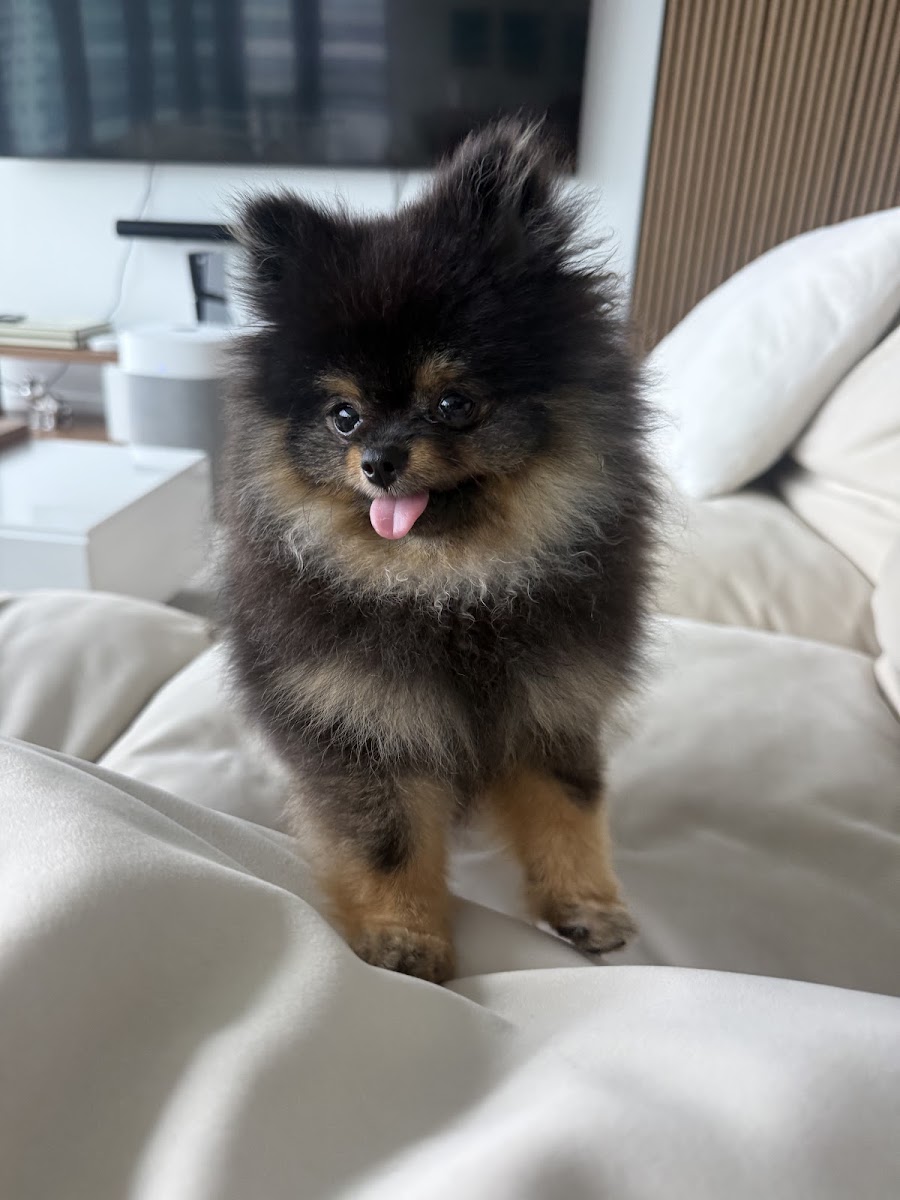 Amanda Wood's teacup Pomeranian puppy from Platinum Pups of Miami — photo 1