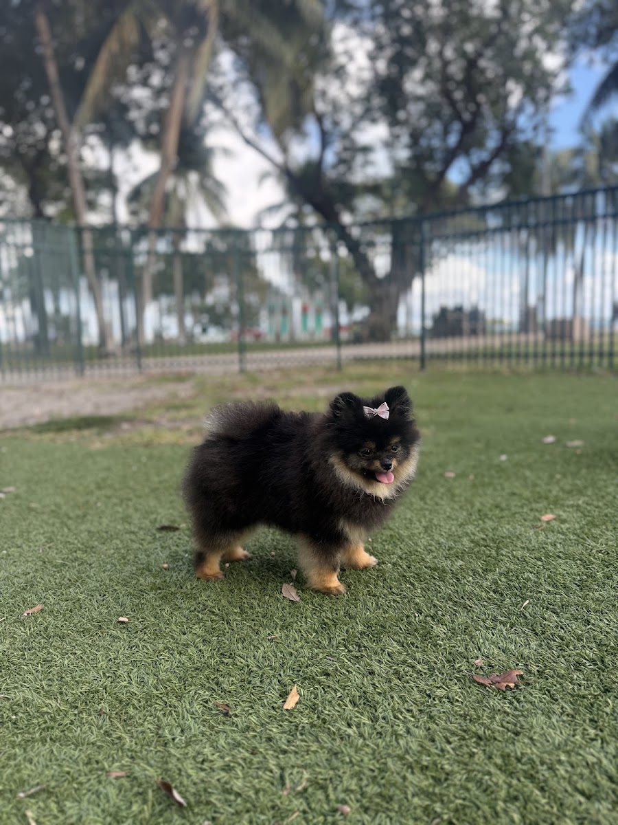 Amanda Wood's teacup Pomeranian puppy from Platinum Pups of Miami — photo 2