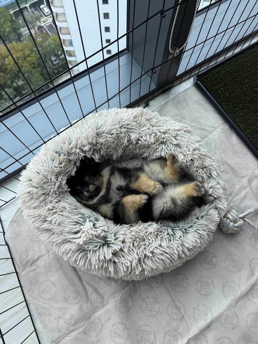 Amanda Wood's teacup Pomeranian puppy from Platinum Pups of Miami — photo 3