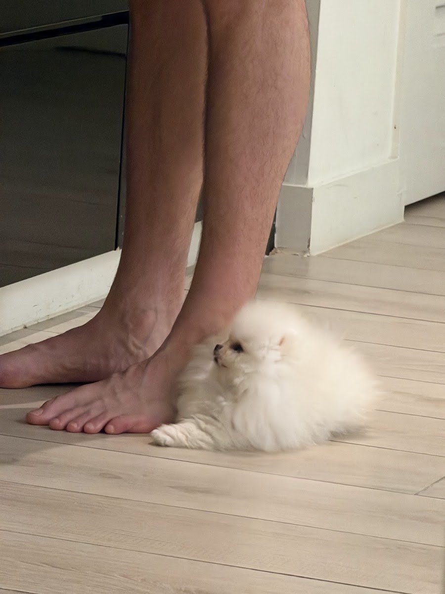 focusoncamera's teacup Pomeranian puppy from Platinum Pups of Miami — photo 1