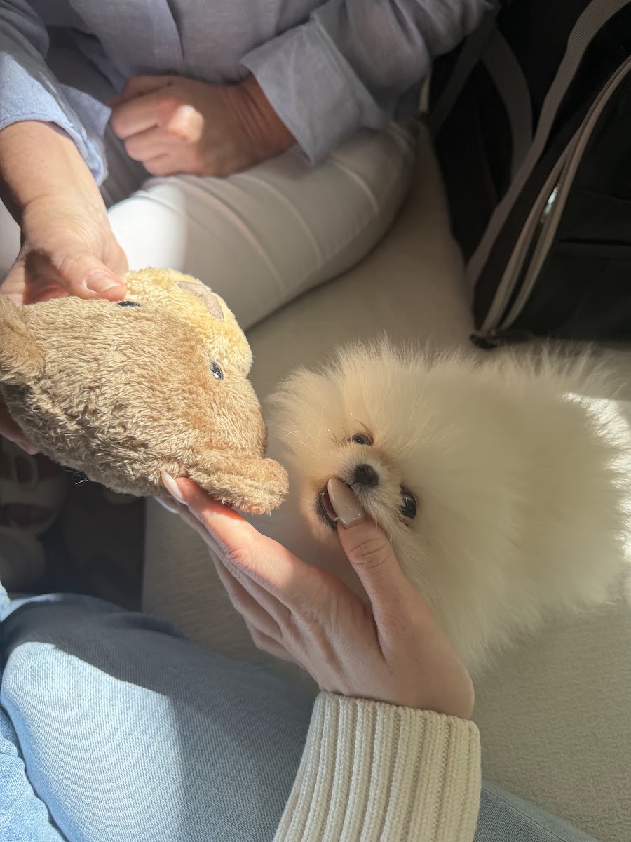 focusoncamera's teacup Pomeranian puppy from Platinum Pups of Miami — photo 2