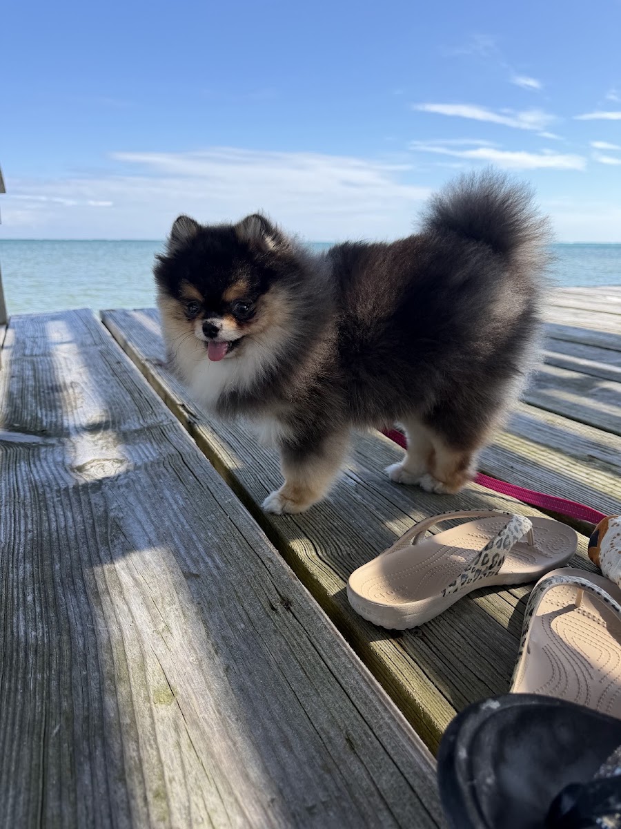 Julia Port's teacup Pomeranian puppy from Platinum Pups of Miami — photo 1