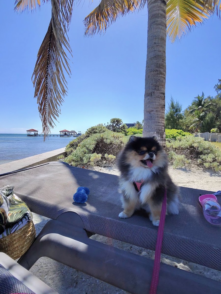 Julia Port's teacup Pomeranian puppy from Platinum Pups of Miami — photo 2