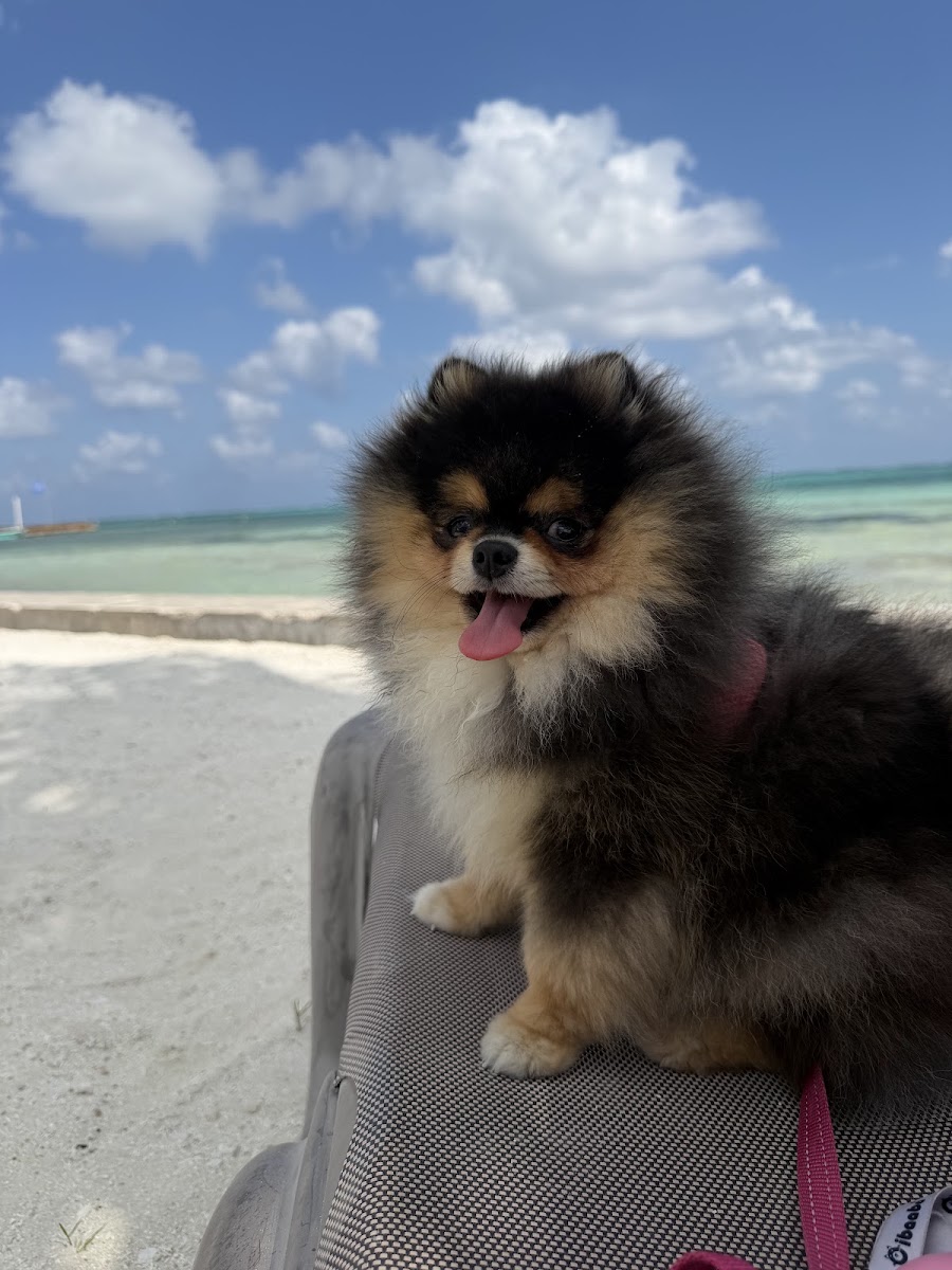 Julia Port's teacup Pomeranian puppy from Platinum Pups of Miami — photo 3