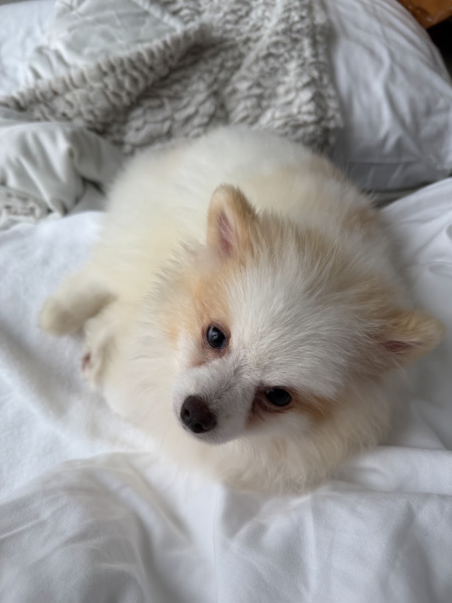 Kyra Mitchell's teacup Pomeranian puppy from Platinum Pups of Miami — photo 1