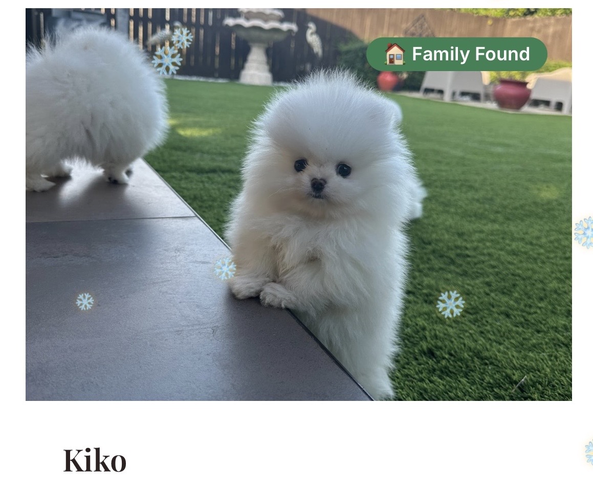 Michelle Duffie's teacup Pomeranian puppy from Platinum Pups of Miami, delivered to San Diego — photo 1