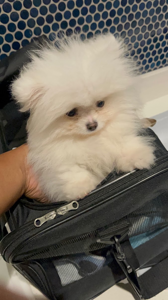 Michelle Duffie's teacup Pomeranian puppy from Platinum Pups of Miami, delivered to San Diego — photo 2